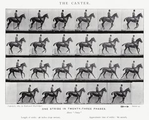 Eadweard Muybridge: Canter by Eadweard Muybridge