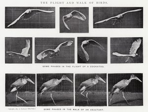 Eadweard Muybridge: Kuşların Uçuşu ve Yürüyüşü (s/b fotoğraf)