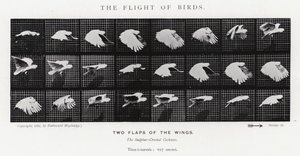 Eadweard Muybridge: Kuşların Uçuşu (s/b fotoğraf) by Eadweard Muybridge