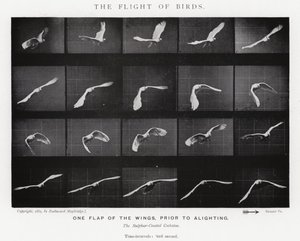 Eadweard Muybridge: Kuşların Uçuşu (s/b fotoğraf) by Eadweard Muybridge