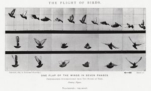 Eadweard Muybridge: Kuşların Uçuşu (s/b fotoğraf) by Eadweard Muybridge
