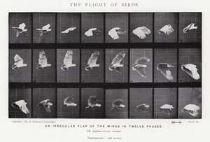 Eadweard Muybridge: Kuşların Uçuşu (s/b fotoğraf) by Eadweard Muybridge