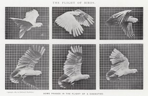 Eadweard Muybridge: Kuşların Uçuşu (s/b fotoğraf)
