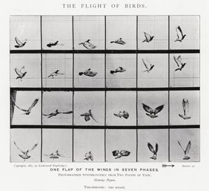 Eadweard Muybridge: Kuşların Uçuşu (s/b fotoğraf) by Eadweard Muybridge