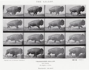 Eadweard Muybridge: Dörtnala (s/b fotoğraf) by Eadweard Muybridge