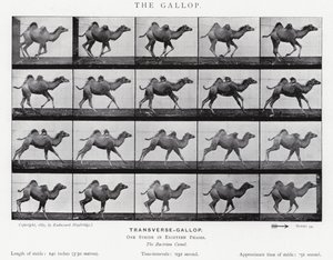 Eadweard Muybridge: Dörtnala (s/b fotoğraf) by Eadweard Muybridge
