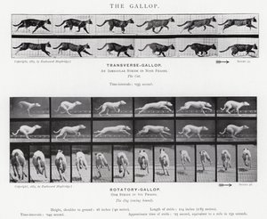 Eadweard Muybridge: Dörtnala (s/b fotoğraf) by Eadweard Muybridge