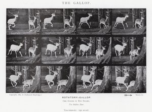Eadweard Muybridge: Dörtnala (s/b fotoğraf) by Eadweard Muybridge