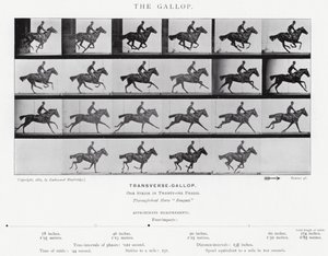Eadweard Muybridge: Dörtnala (s/b fotoğraf) by Eadweard Muybridge