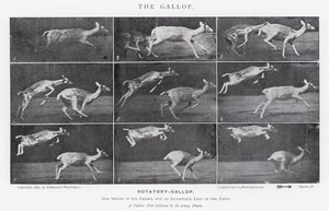 Eadweard Muybridge: Dörtnala (s/b fotoğraf) by Eadweard Muybridge