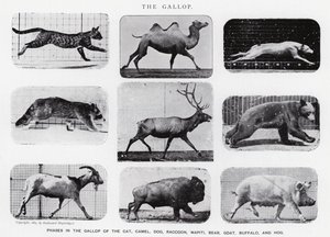 Eadweard Muybridge: Dörtnala (s/b fotoğraf) by Eadweard Muybridge