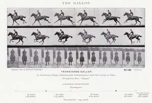 Eadweard Muybridge: Dörtnala (s/b fotoğraf) by Eadweard Muybridge