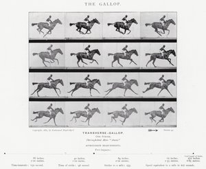 Eadweard Muybridge: Dörtnala (s/b fotoğraf) by Eadweard Muybridge