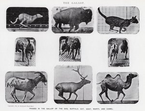 Eadweard Muybridge: Dörtnala (s/b fotoğraf) by Eadweard Muybridge