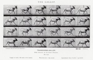 Eadweard Muybridge: Dörtnala (s/b fotoğraf) by Eadweard Muybridge