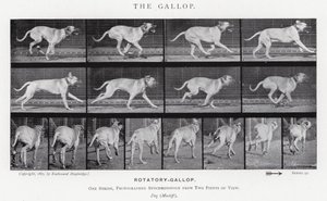 Eadweard Muybridge: Dörtnala (s/b fotoğraf) by Eadweard Muybridge