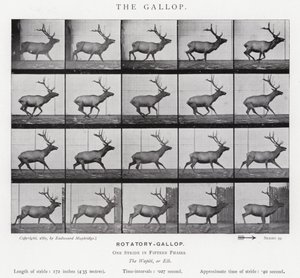 Eadweard Muybridge: Dörtnala (s/b fotoğraf) by Eadweard Muybridge