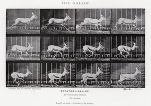Eadweard Muybridge: Dörtnala (s/b fotoğraf) by Eadweard Muybridge