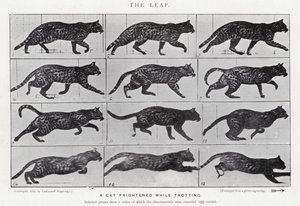 Eadweard Muybridge: Sıçrayış (s/b fotoğraf) by Eadweard Muybridge