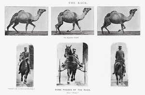 Eadweard Muybridge: Raf by Eadweard Muybridge