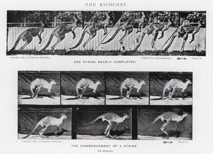 Eadweard Muybridge: Sekme (s/b fotoğraf) by Eadweard Muybridge