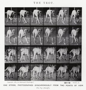 Eadweard Muybridge: The Trot (s/b fotoğraf) by Eadweard Muybridge