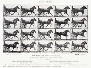 Eadweard Muybridge: The Trot (s/b fotoğraf) by Eadweard Muybridge