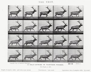 Eadweard Muybridge: The Trot (s/b fotoğraf) by Eadweard Muybridge