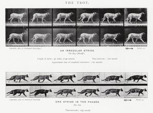 Eadweard Muybridge: The Trot (s/b fotoğraf) by Eadweard Muybridge