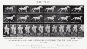 Eadweard Muybridge: The Trot (s/b fotoğraf) by Eadweard Muybridge