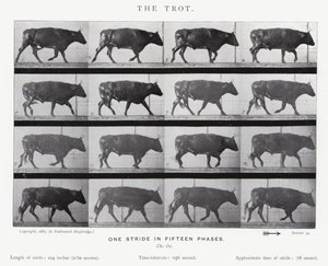 Eadweard Muybridge: The Trot (s/b fotoğraf) by Eadweard Muybridge