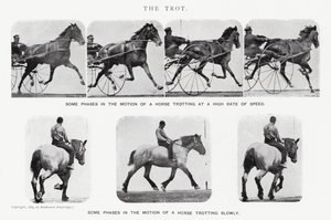 Eadweard Muybridge: The Trot (s/b fotoğraf) by Eadweard Muybridge