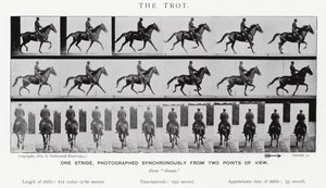Eadweard Muybridge: The Trot (s/b fotoğraf) by Eadweard Muybridge
