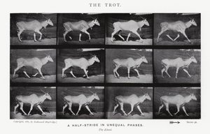 Eadweard Muybridge: The Trot (s/b fotoğraf) by Eadweard Muybridge