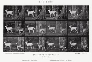 Eadweard Muybridge: The Trot (s/b fotoğraf) by Eadweard Muybridge