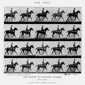 Eadweard Muybridge: Trot by Eadweard Muybridge