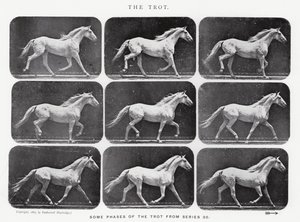 Eadweard Muybridge: Trot by Eadweard Muybridge