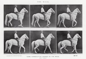 Eadweard Muybridge: Yürüyüş (s/b fotoğraf) by Eadweard Muybridge