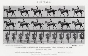 Eadweard Muybridge: Yürüyüş (s/b fotoğraf) by Eadweard Muybridge