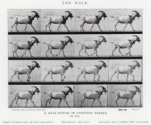 Eadweard Muybridge: Yürüyüş (s/b fotoğraf) by Eadweard Muybridge