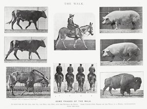 Eadweard Muybridge: Yürüyüş (s/b fotoğraf) by Eadweard Muybridge