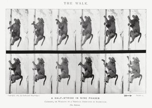 Eadweard Muybridge: Yürüyüş (s/b fotoğraf) by Eadweard Muybridge