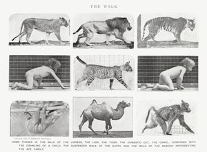 Eadweard Muybridge: Yürüyüş (s/b fotoğraf) by Eadweard Muybridge