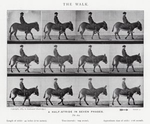 Eadweard Muybridge: Yürüyüş (s/b fotoğraf) by Eadweard Muybridge