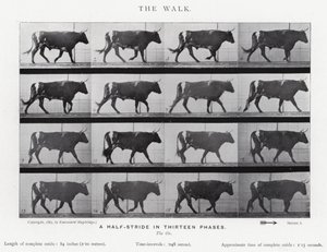 Eadweard Muybridge: Yürüyüş (s/b fotoğraf) by Eadweard Muybridge