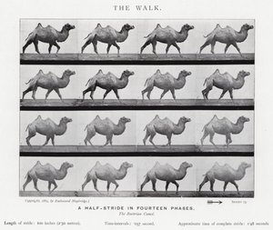 Eadweard Muybridge: Yürüyüş (s/b fotoğraf) by Eadweard Muybridge