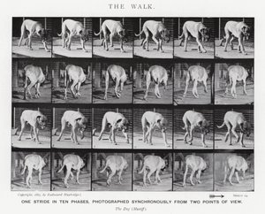 Eadweard Muybridge: Yürüyüş (s/b fotoğraf) by Eadweard Muybridge