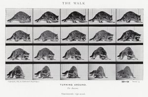 Eadweard Muybridge: Yürüyüş (s/b fotoğraf) by Eadweard Muybridge
