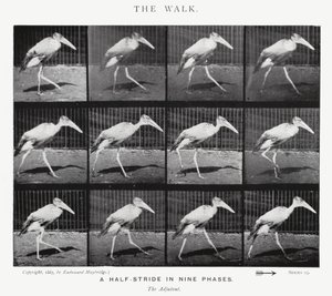 Eadweard Muybridge: Yürüyüş (s/b fotoğraf) by Eadweard Muybridge