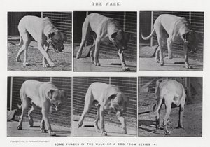 Eadweard Muybridge: Yürüyüş (s/b fotoğraf) by Eadweard Muybridge